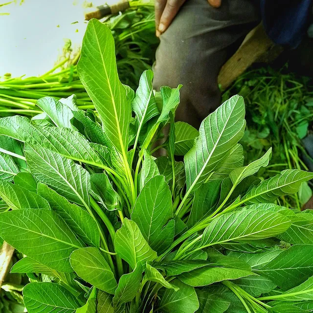 Hojas frescas de espinaca, fuente alimentaria de ácido alfa-lipoico