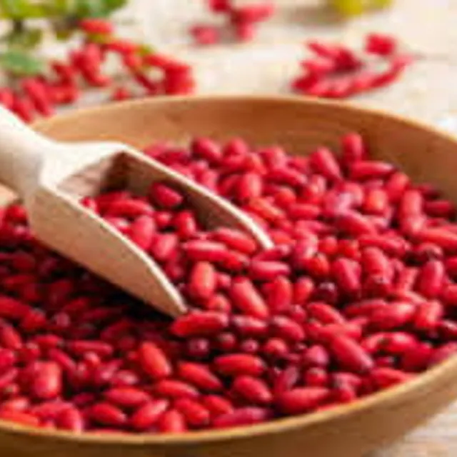 Bayas rojas de agracejo (Berberis vulgaris), la planta de la que se extrae la berberina