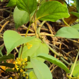 Hojas y flores de Gymnema sylvestre, la planta conocida como gurmar