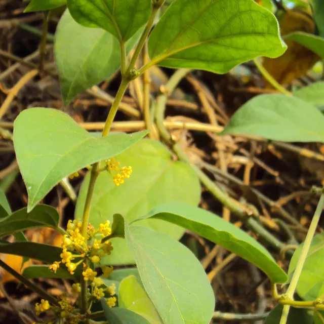 Hojas y flores de Gymnema sylvestre, la planta conocida como gurmar