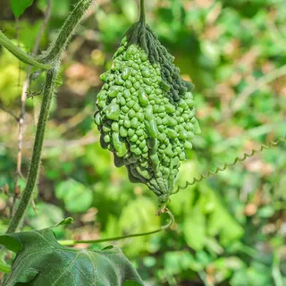 Fruto de melón amargo (Momordica charantia) madurando en la planta